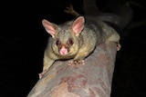 A possum clings to the bough of a tree at night.