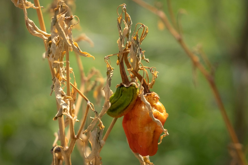 A wilted plant contains a shriveled pepper. 