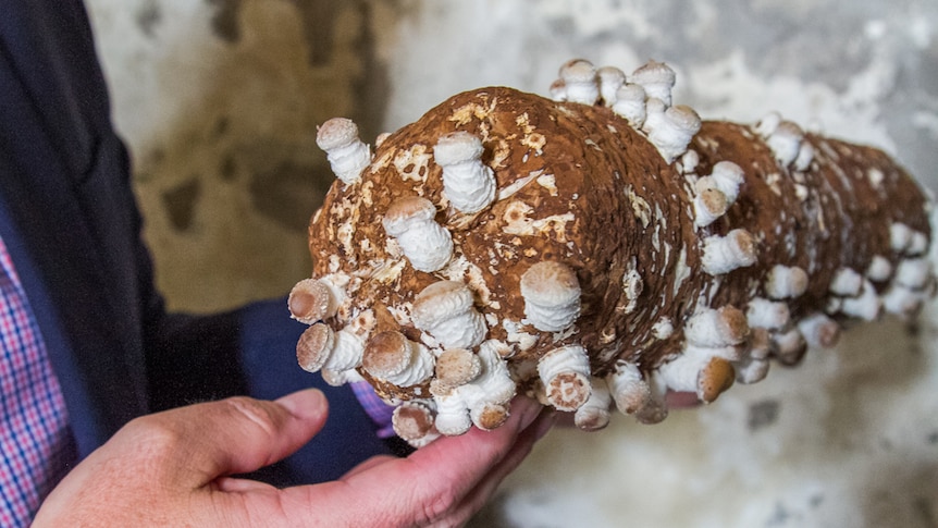 Shiitake mushrooms have taken to growing easily in the cellar of Customs House in Brisbane.