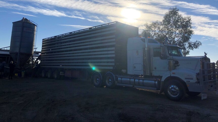 Truckload of cattle departs Daryl Hoey's Katunga dairy farm