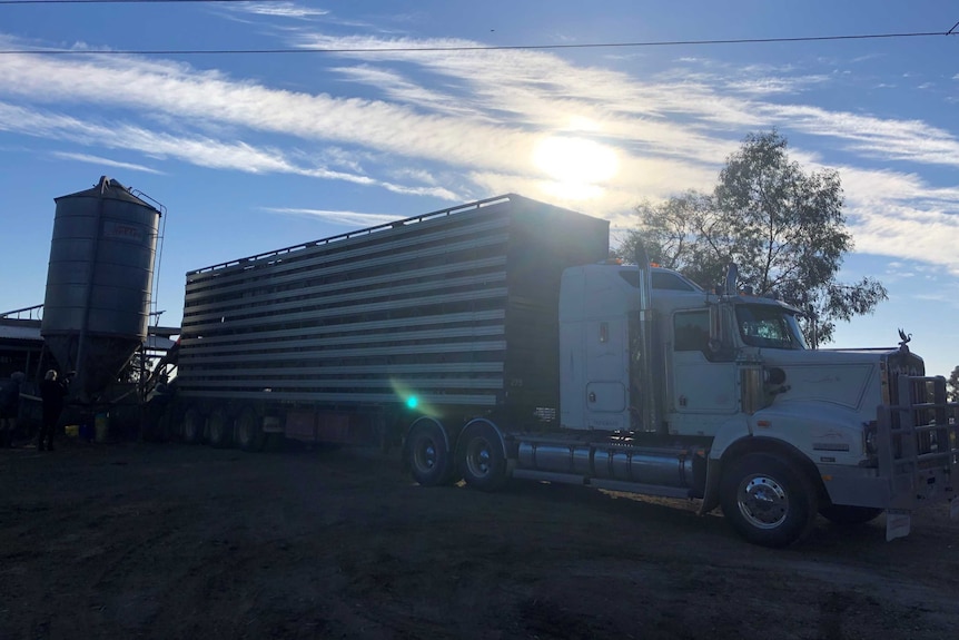 Truckload of cattle departs Daryl Hoey's Katunga dairy farm