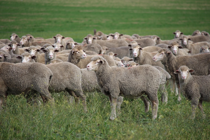 A flock of white sheep stand together in green pastures