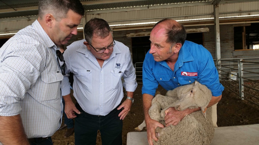 One man holding a lamb, two others watching