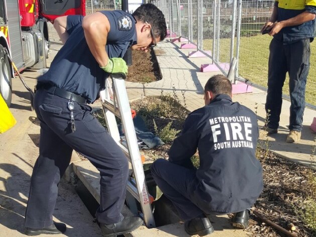 Metropolitan Fire Service staff retrieve the ducklings from the drain