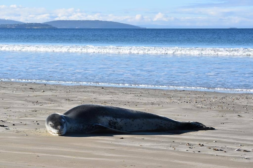 Leopard seal on Seven Mile Beach in Tasmania