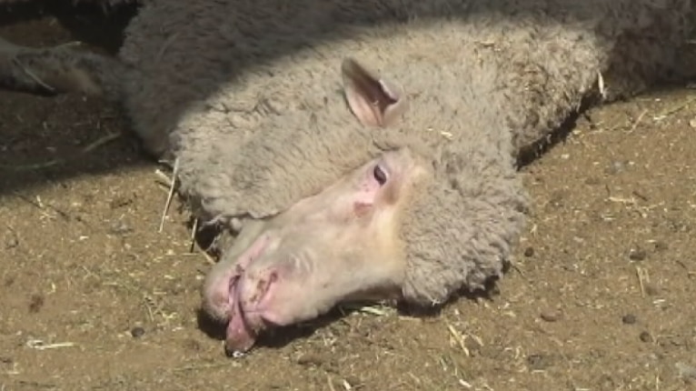 Sheep are being bundled into car boots