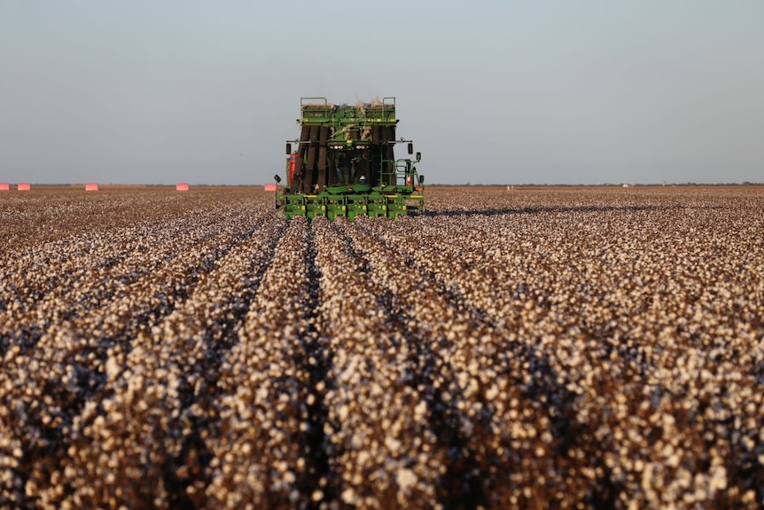 A green harvester in a field of white cotton.