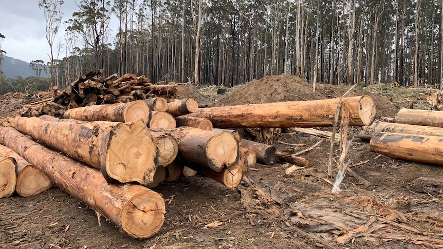 Die viktorianische Regierung stellt Hunderte Millionen zur Unterstützung von Arbeitern bereit, die die umkämpfte Holzindustrie verlassen