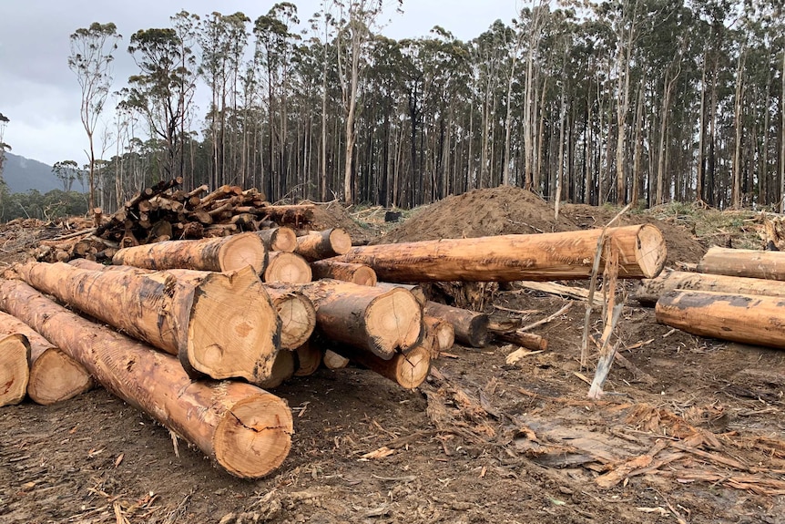 Piles of giant logs lying next to a forest of Australian native trees.