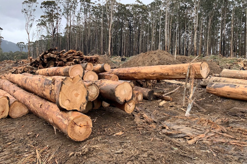 Piles of giant logs lying next to a forest of Australian native trees.