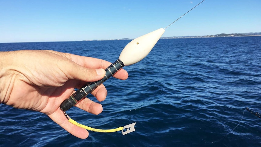 A GPS data-logging tag that  tracks a sharks movements for one year.