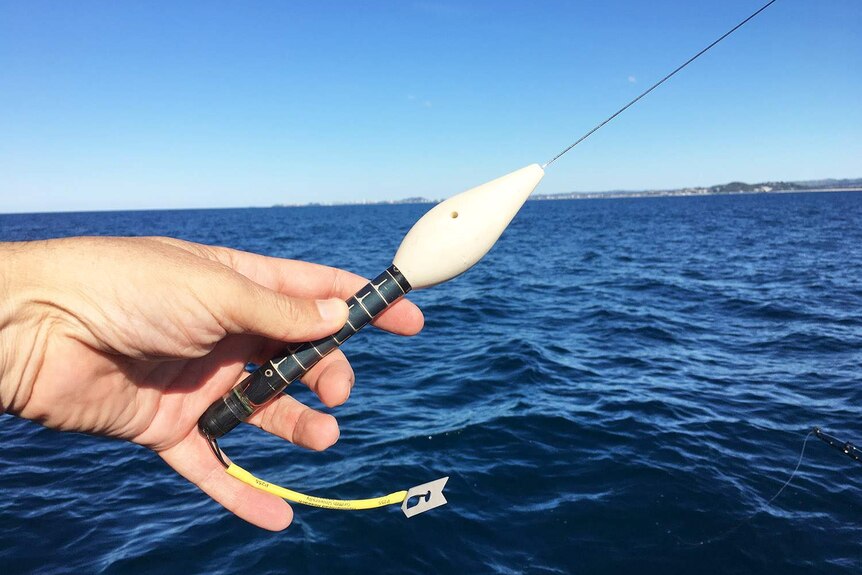 A GPS data-logging tag that  tracks a sharks movements for one year.