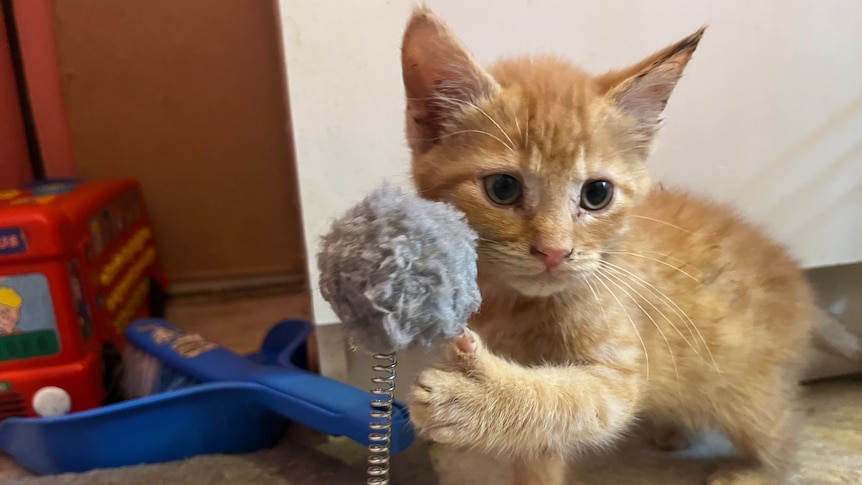 Ginger kitten plays with fluffy grey toy.