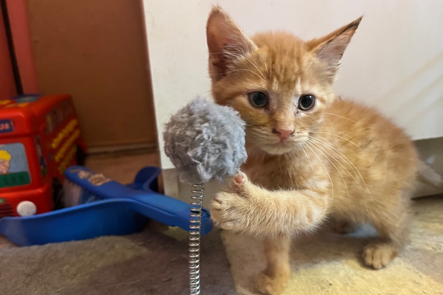 Ginger kitten plays with fluffy grey toy.