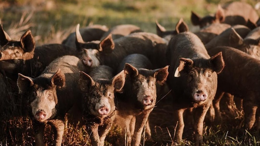 A herd of pigs face the camera.