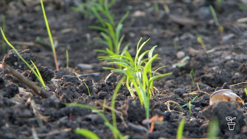 Seedlings growing in a row in soil