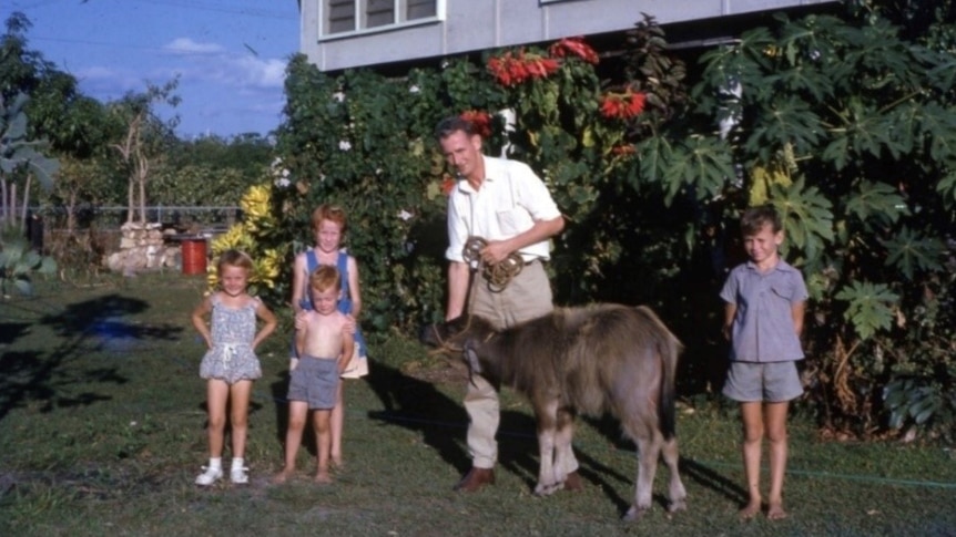 Goff Letts and his children standing outside their Darwin house with pet buffalo, Lucky