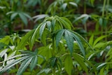 The Federal Government has announced it will legalise the growing of cannabis for medicinal purposes.