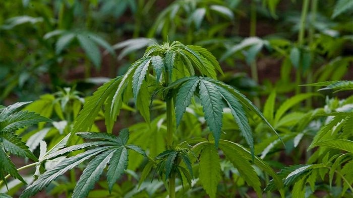 A cannabis plant.