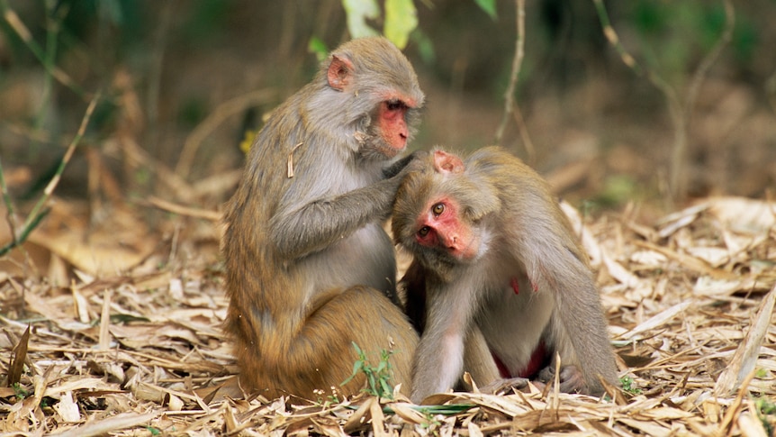 Rhesus macaque grooming another rhesus macaque