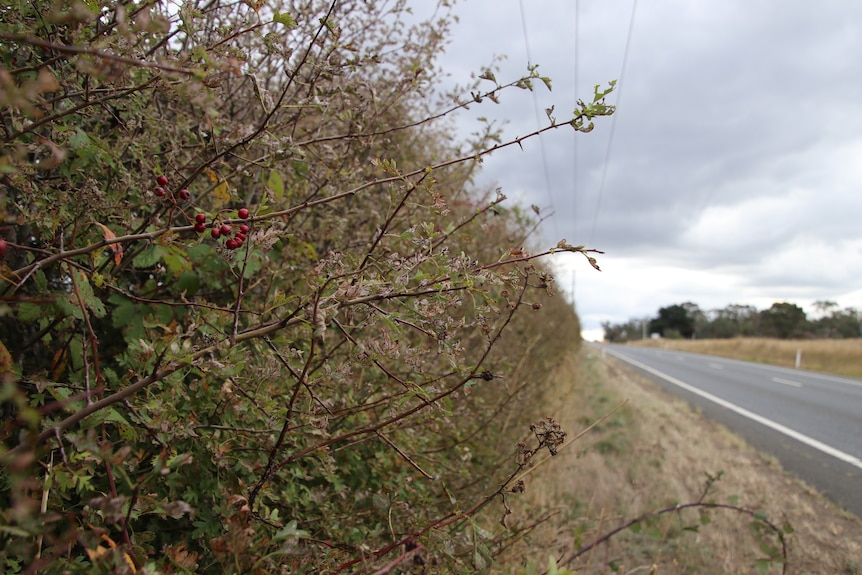 The branches of a hedge with a road in the background 