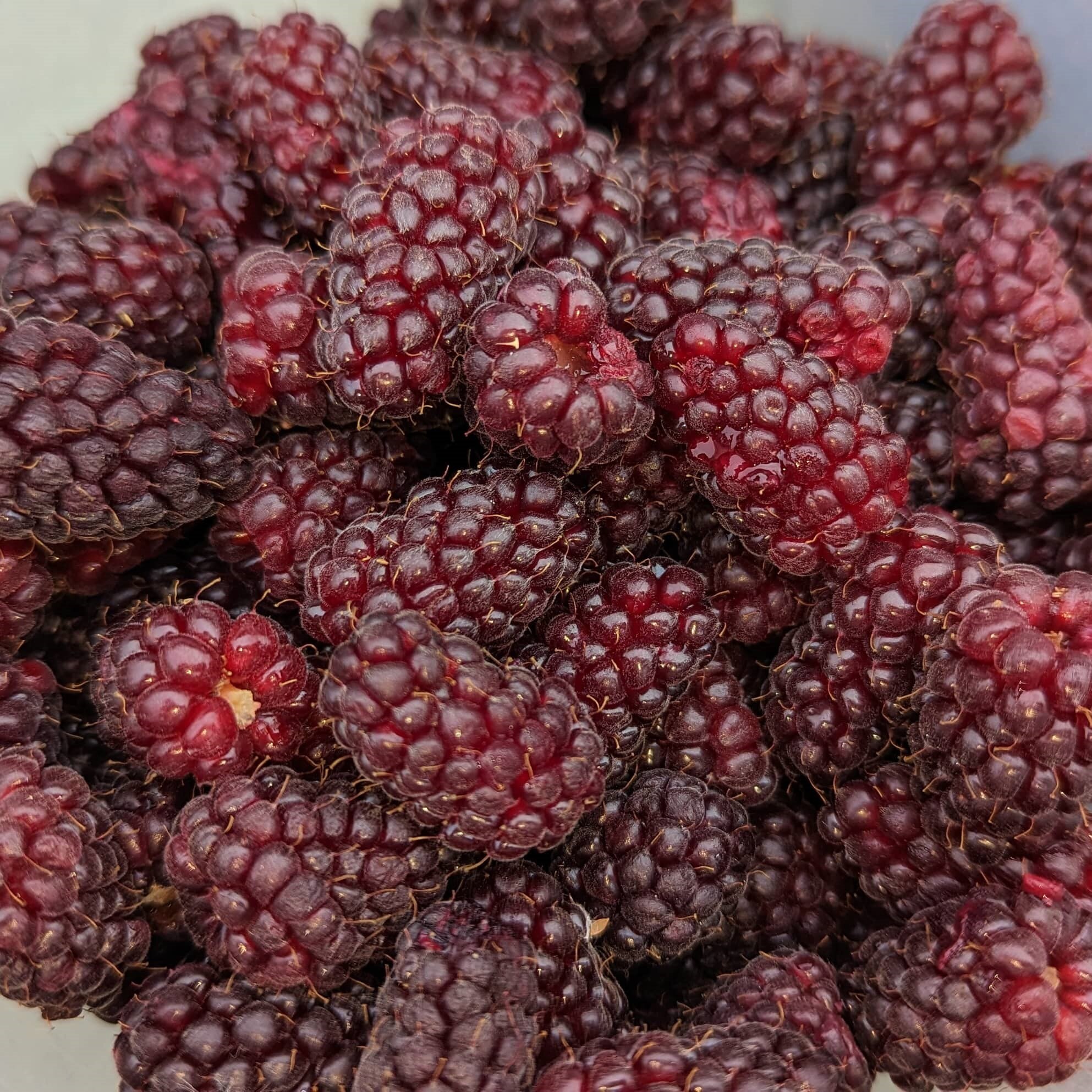 A pile of dark red berries.