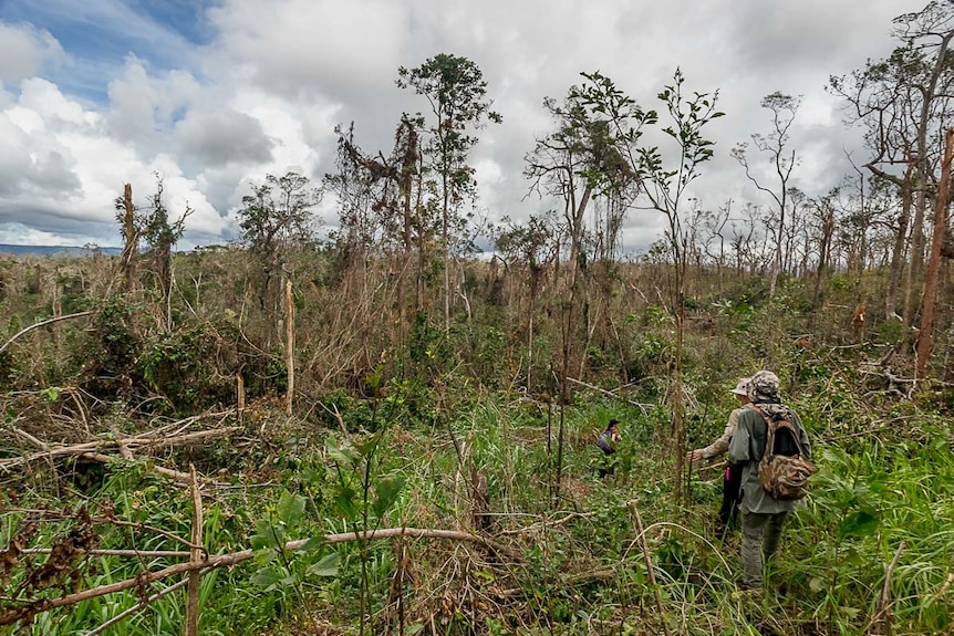 Three scientists walk through cyclone-damaged rainforest.
