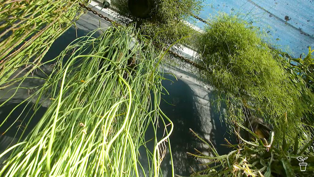 Rhipsalis - Gardening Australia