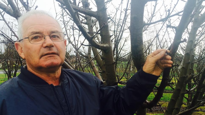 A man stands with a dormant cherry tree