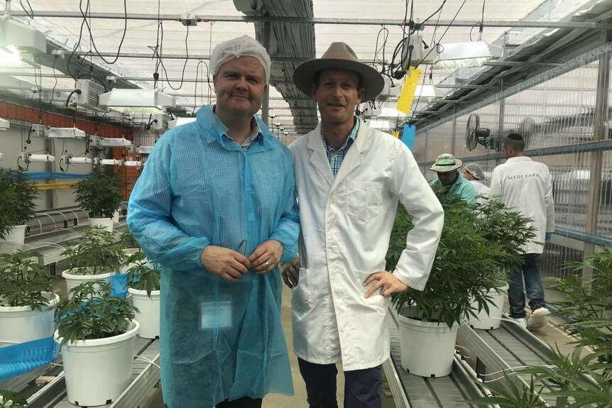 The two men smile at the camera with medicinal marijuana plants and workers behind them.