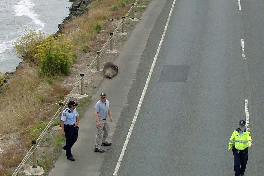 A seal lays next to a road near Launceston, Tasmania.