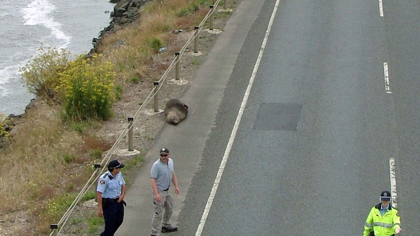 A seal lays next to a road near Launceston, Tasmania.