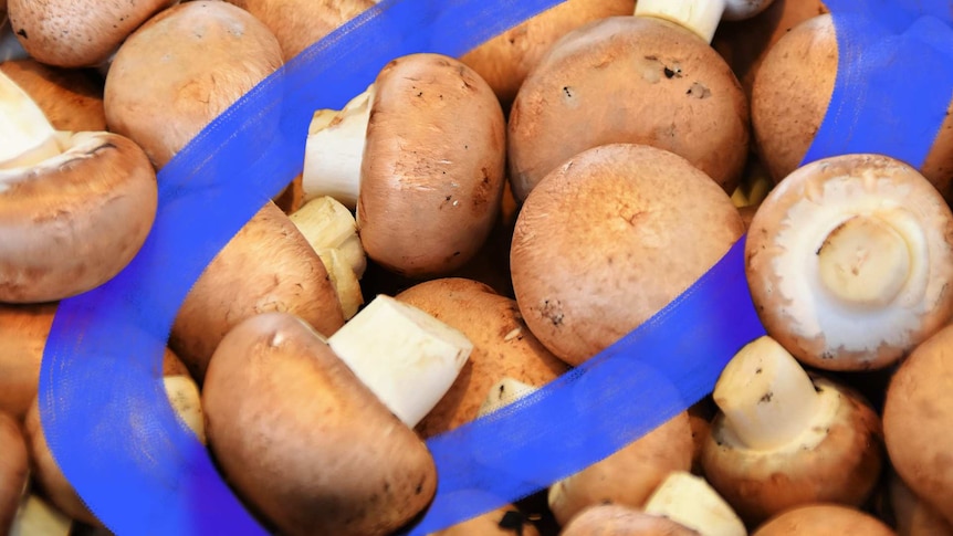 The Difference Between White And Brown Mushrooms And How To Make The Most Of Them Abc Everyday