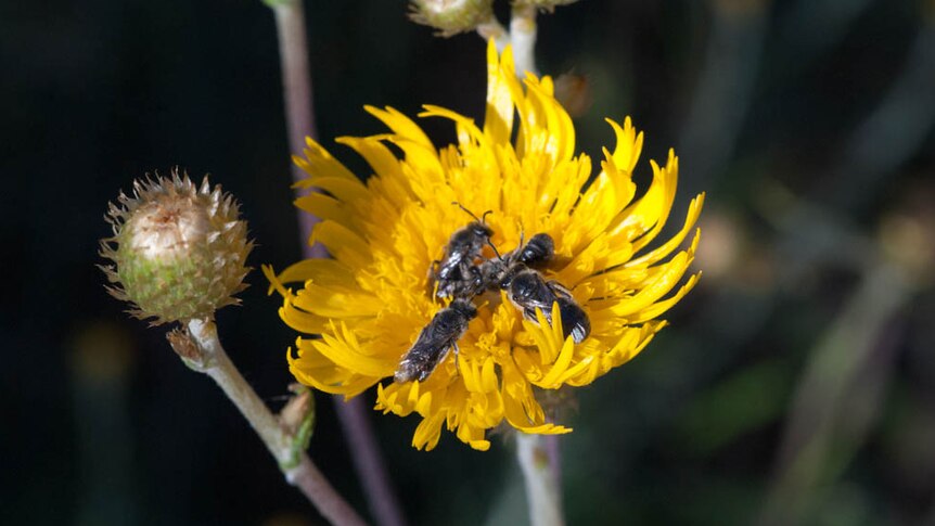 Native bees sleeping in a showy copperwire daisy (Podolepis jaceoides)
