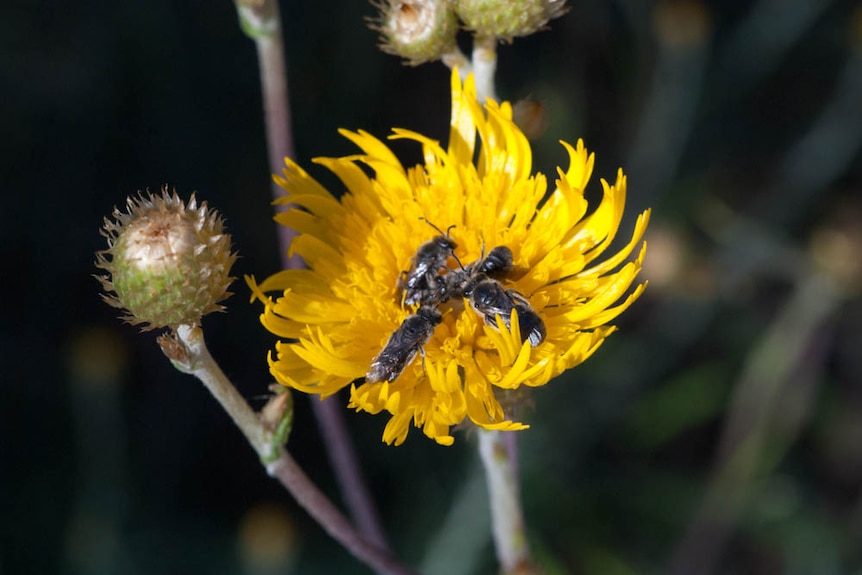Native bees sleeping in a showy copperwire daisy (Podolepis jaceoides)