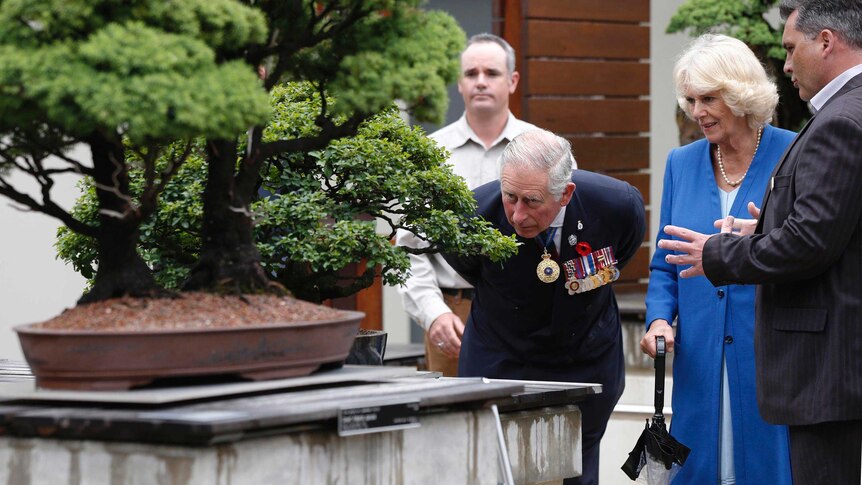 Prince Charles bends over to inspect a bonsai tree during a visit to the National Arboretum in Canberra.