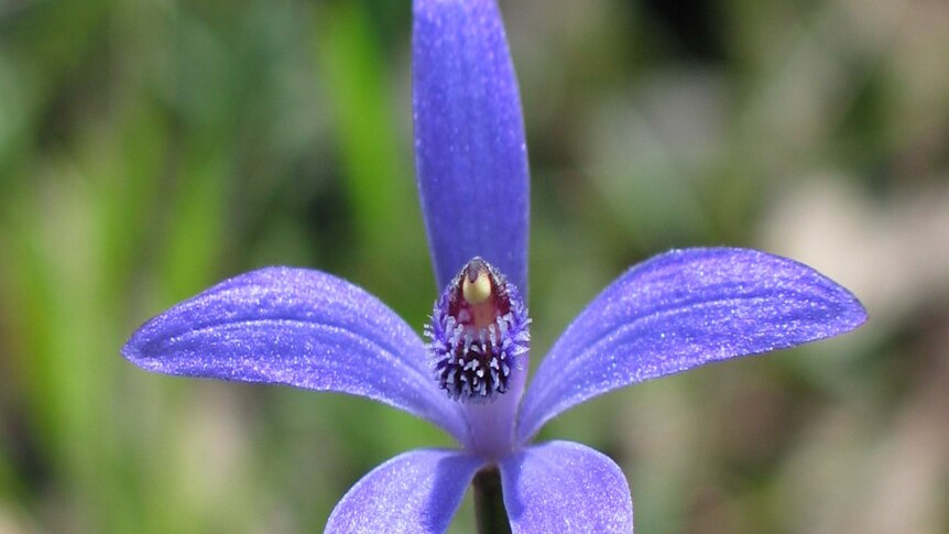 This flower is the striking blue-coloured bluebeard orchid.