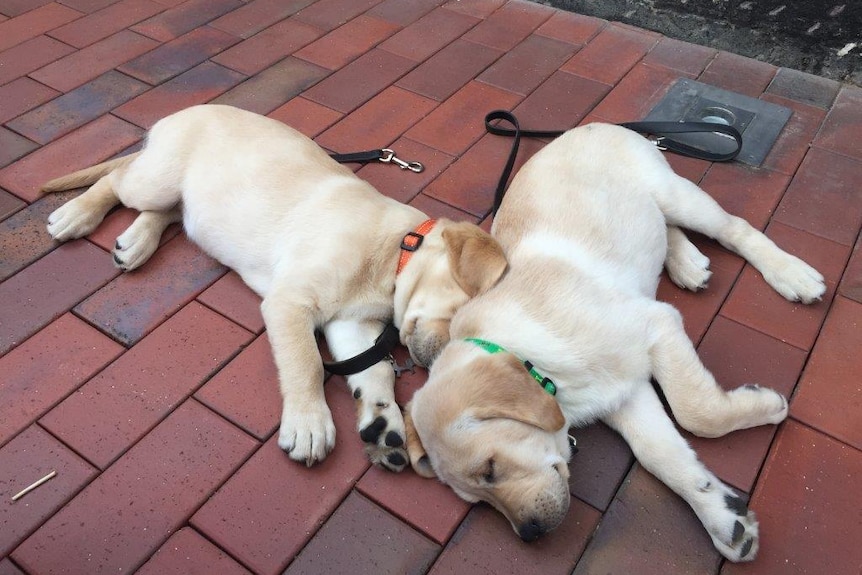 Guide Dog Puppies 10 week old sister and brother Bailey and Frank