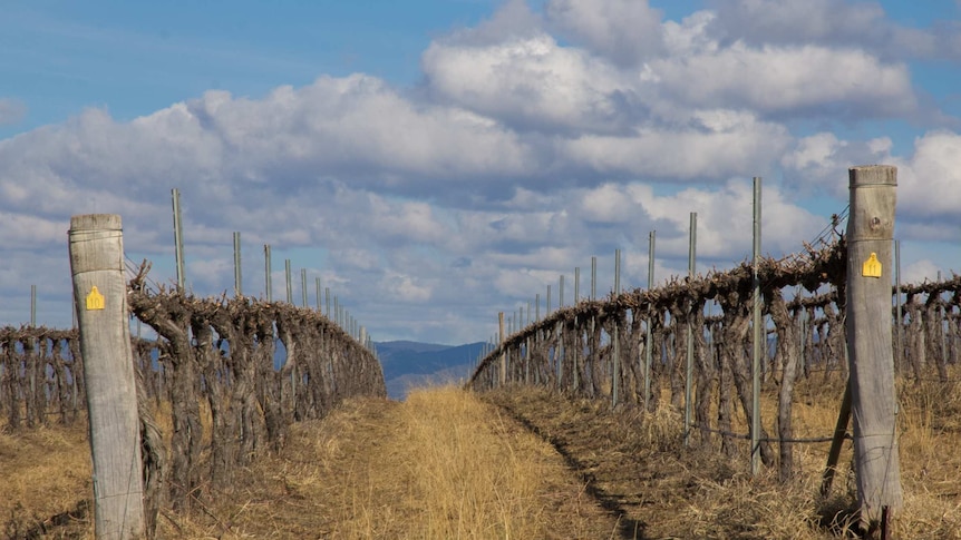 Landscape with vineyard and rolling hills in the background