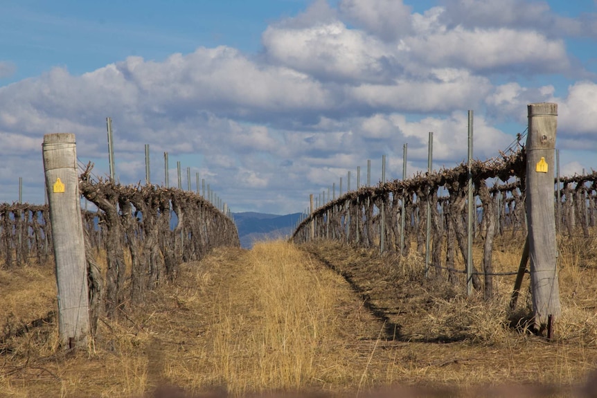 Landscape with vineyard and rolling hills in the background