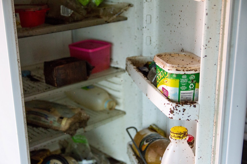 Contents of an abandoned fridge left to rot.