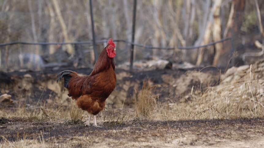 A chicken that survived the Carwoola fire.