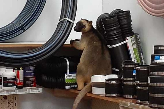 tree kangaroo on a shelf in the hardware store