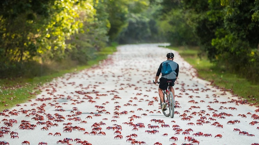 Red crabs swarm a pathway as a person attempts to cycle down the path.