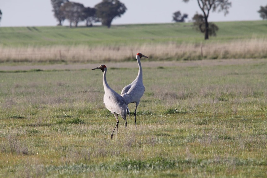 a pair of brolgas stand on grass with paddocks in the background