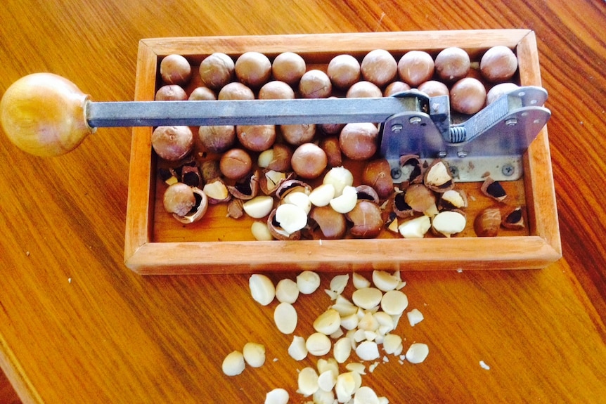 Macadamia nuts