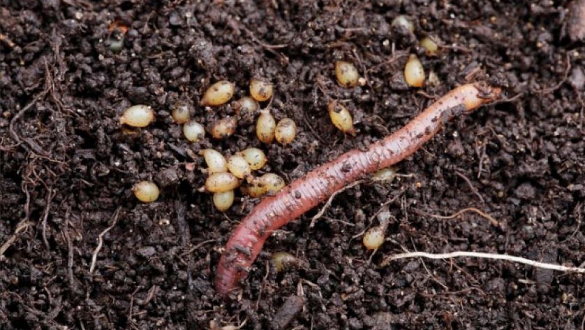 An earthworm in the mud beside worm eggs