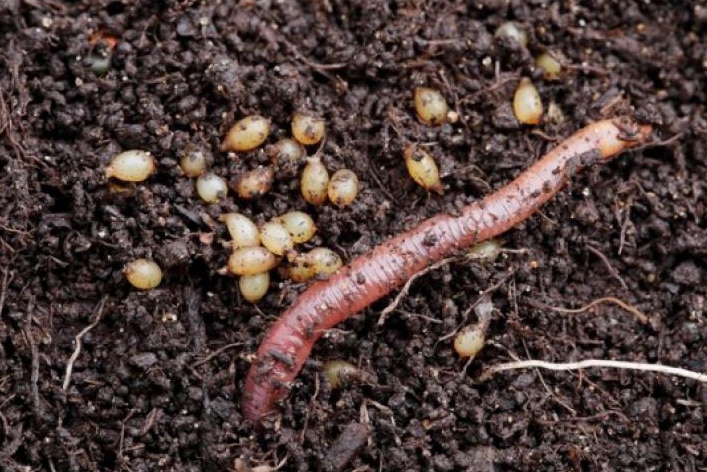 An earthworm in the mud beside worm eggs
