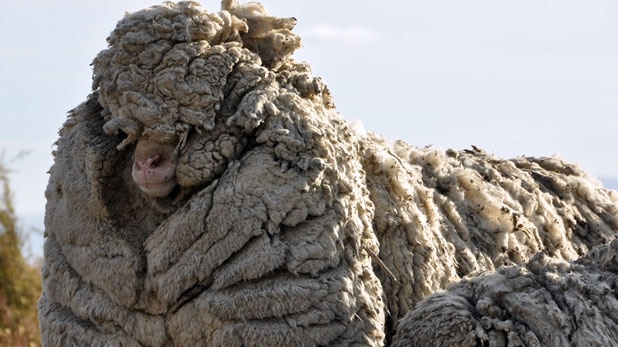 Big Ben sheep from New Zealand