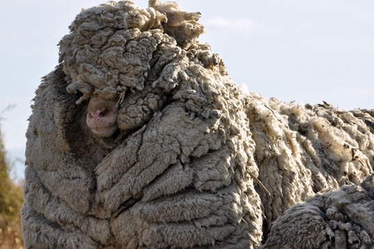 Big Ben sheep from New Zealand